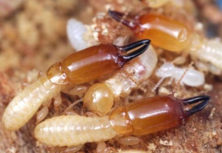白蟻防治中，可以直接用殺蟲劑噴灑嗎？